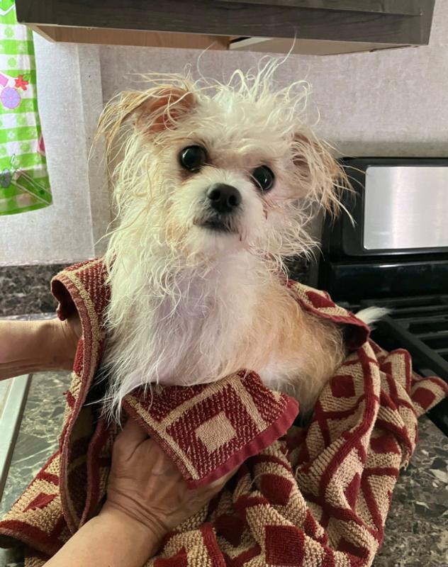 Tater Tot after his bath