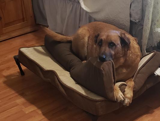 Spartacus thinks he is still my cute puppy