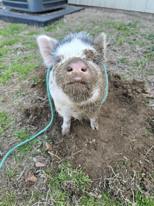 Bacon Bit loves Piggy Poo and Crew!