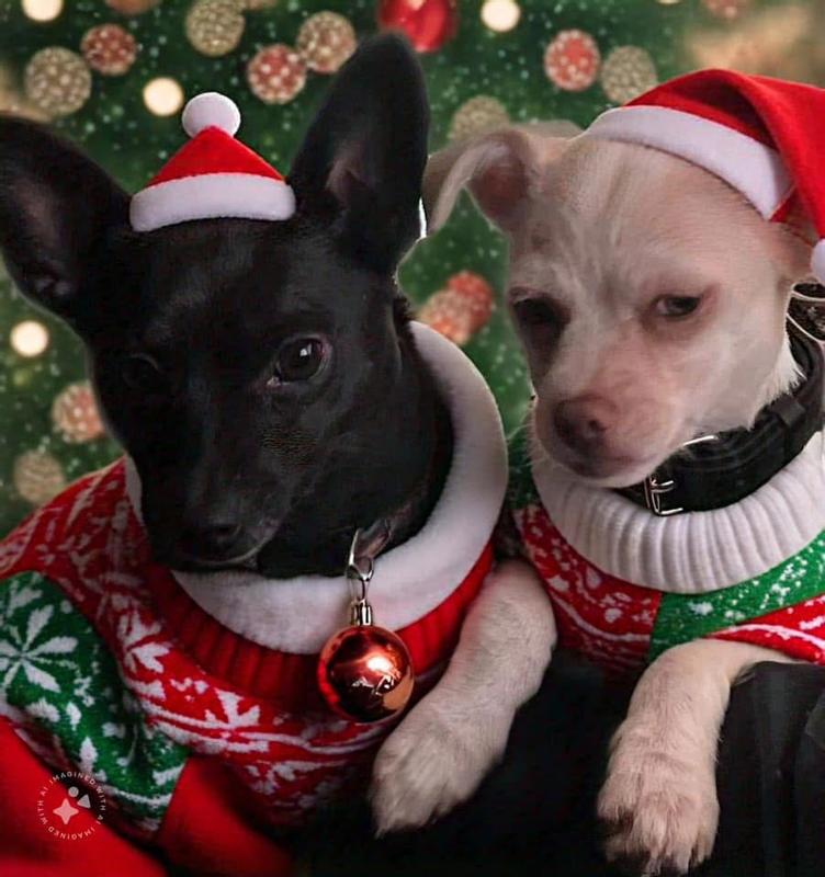 Watson and Koda, my other two Christmas angels