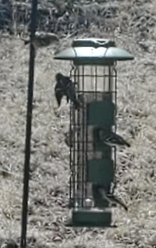 Perfect bird feeder for finches