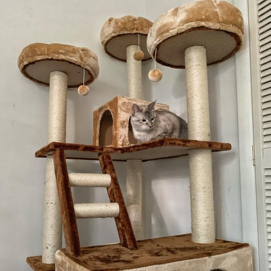 Kitty mansions beverly 2024 hills cat tree