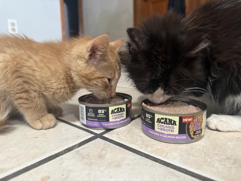 Loved by both kitties