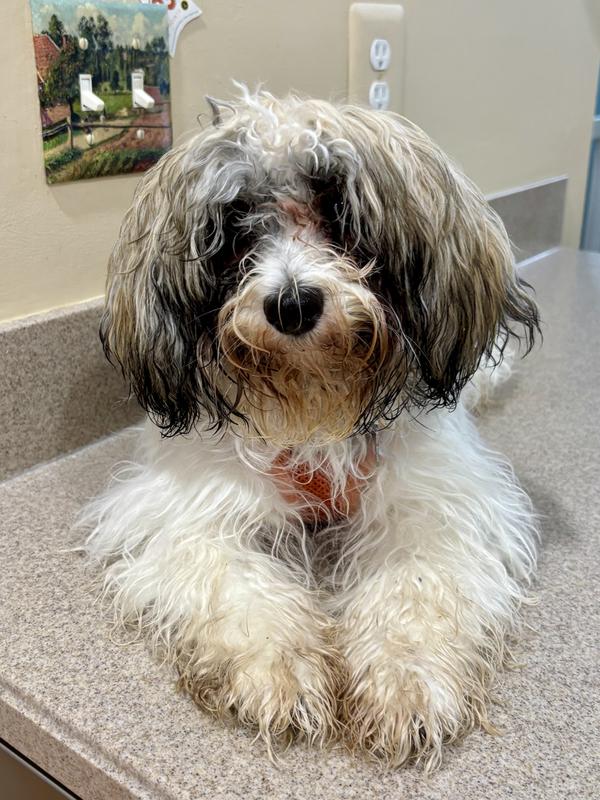 Her name is Angel, but she is anything but!