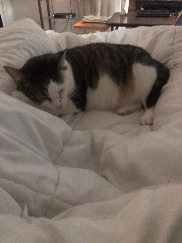 Birdie asleep, dreaming of singing with the birds, which he does every morning sitting in the window..