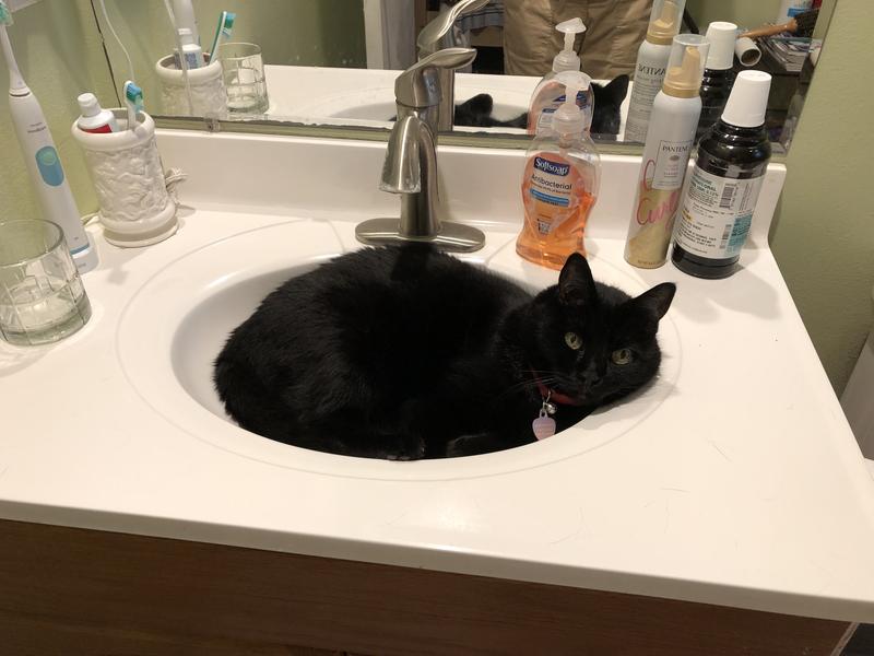 Yes, Midnight sleeps in the sink sometimes.