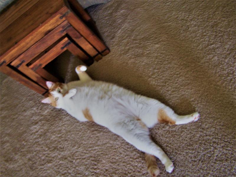 Edward (Eddie) The Great. A.K.A. Fat Eddie. Rescue number seven.