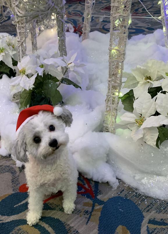 Her Christmas present will be a case of Weruva Lamborghini