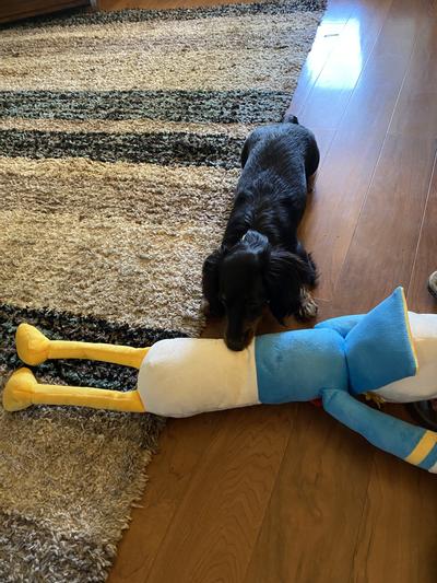 My mini doxie enjoying her new Donald Duck toy