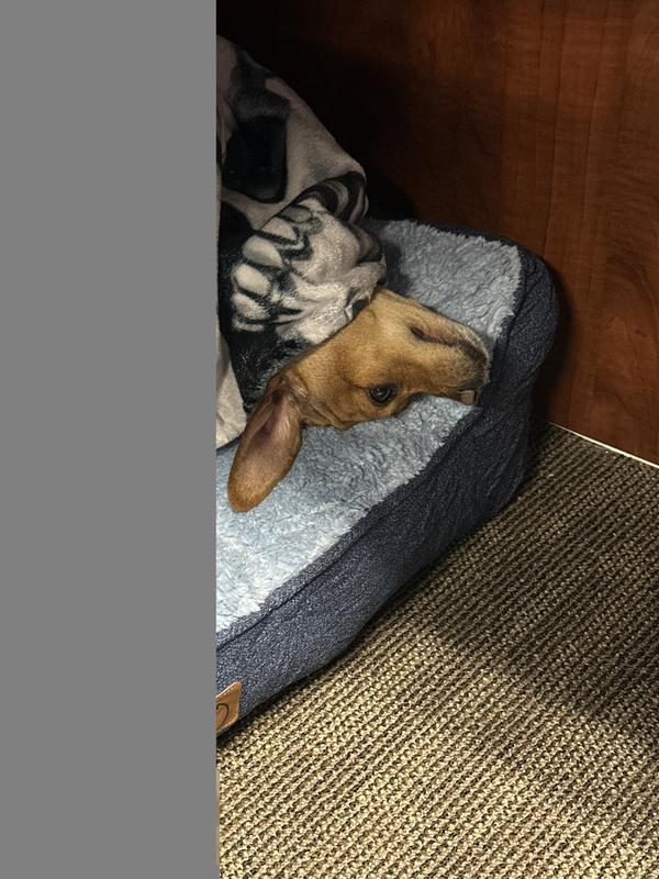 Perfect size for my 19lb chiweenie girl