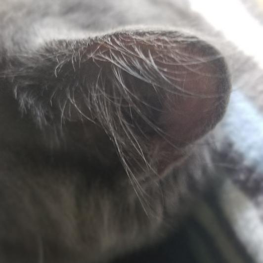 Nootie Japanese Cherry Blossom Dog & Cat Ear Cleaner