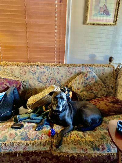 I love Chewy and my new flag balls!