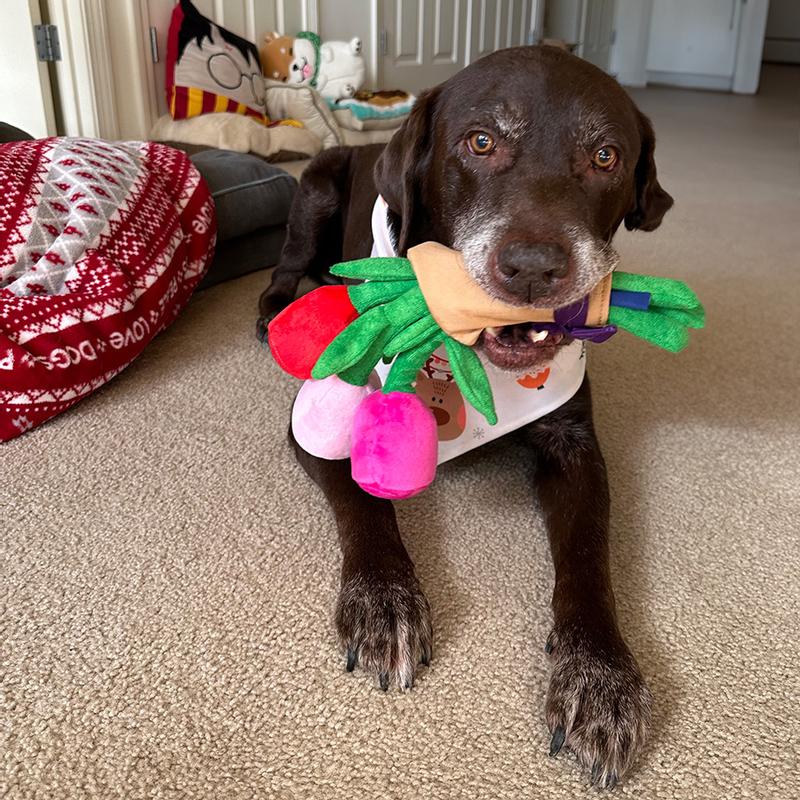 Frisco Valentine Rose Bouquet Plush Squeaky Dog Toy