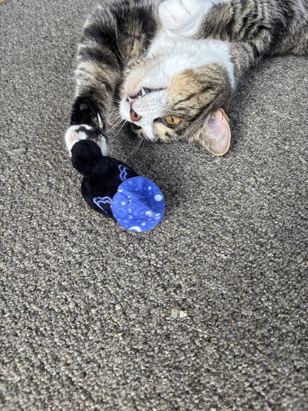 Luna playing