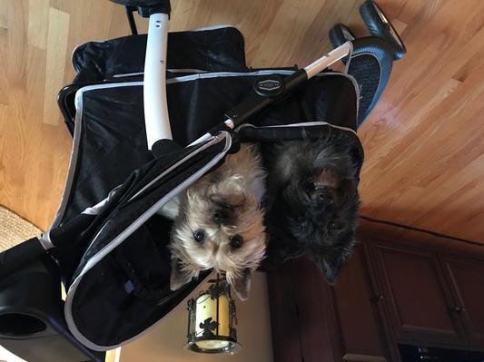 uppababy cabana UPPAbaby Cabana Infant Car Seat Shade