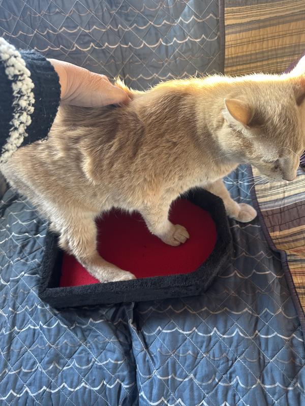 Platforms way too small for adult cats