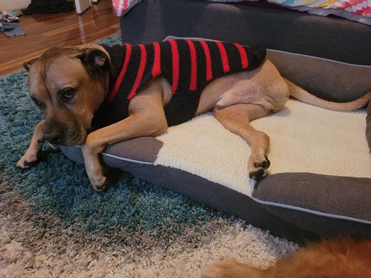 Chilly Dog Union Jack Dog Sweater Large