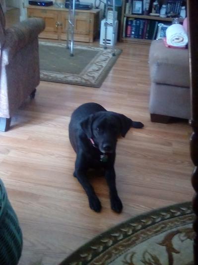 My 'Bon Bon', Bonnie, 4 year old black lab, she weighs 70 lbs.