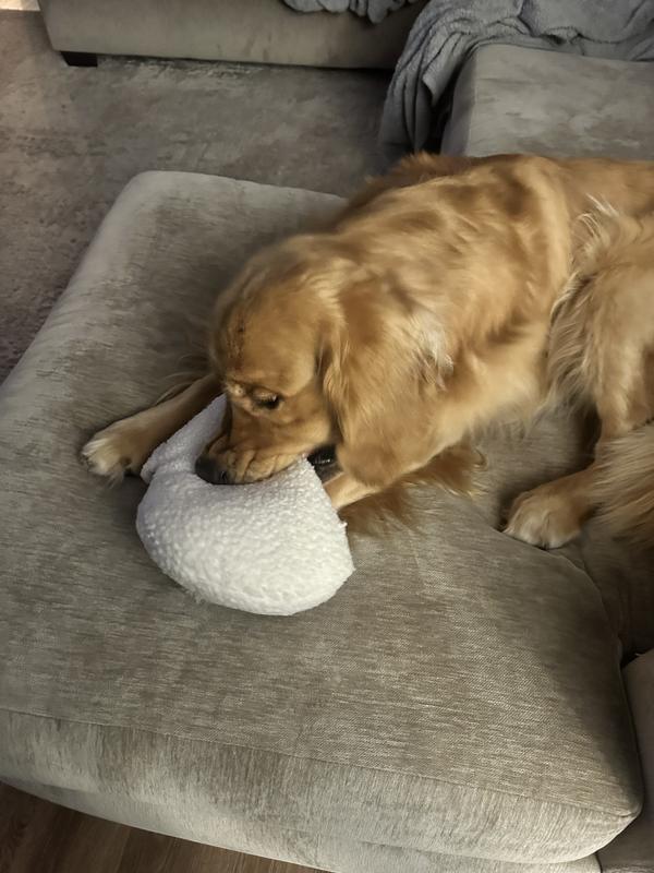 Chip and his new Boo