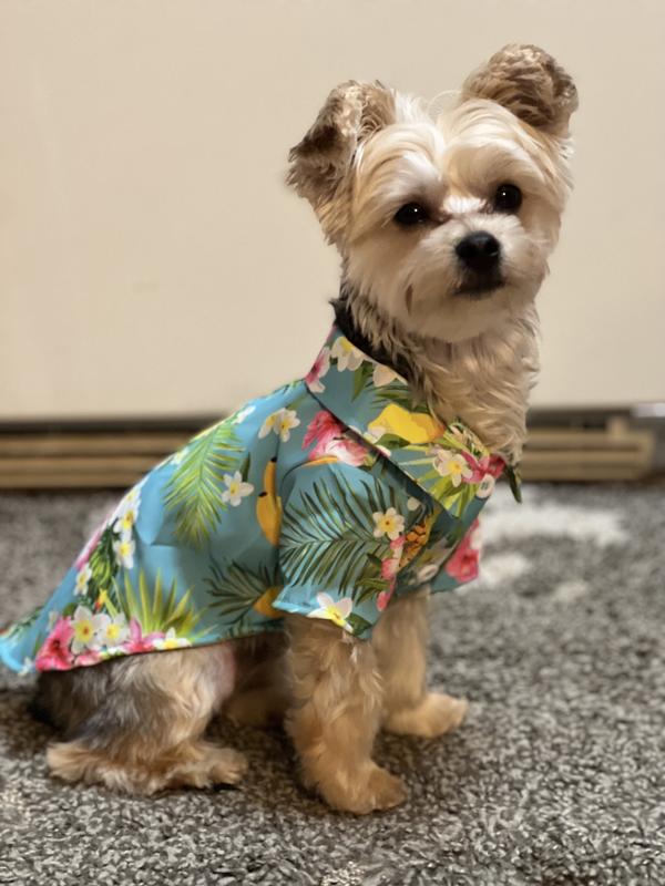 Chewy shop hawaiian shirt