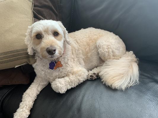 Jake from State Farm always in his khakis