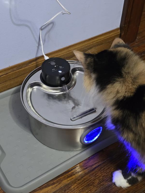 Our cat Sandy checking her new fountain out. (She loves it.)