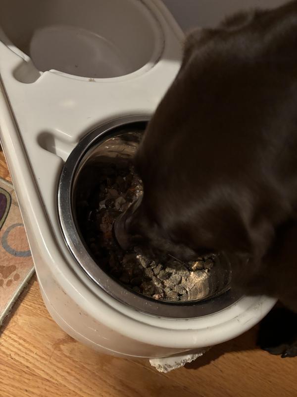 Happily gobbled by lab