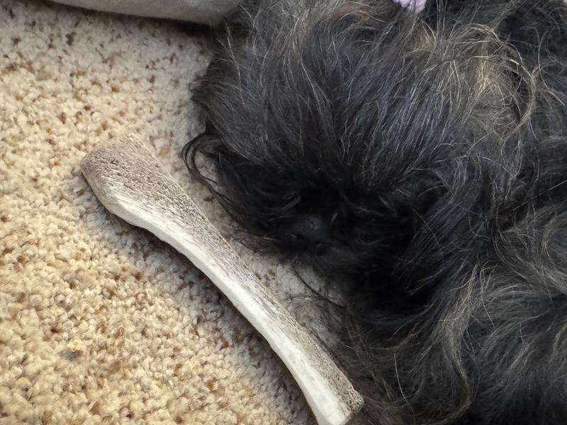 Shanti sleeping/guarding with her Antler