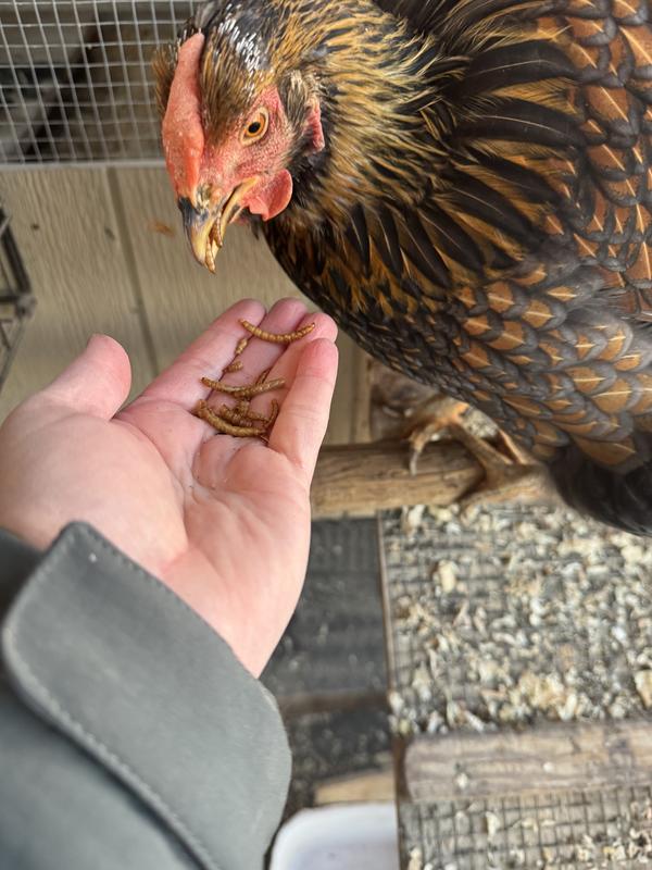 Eating several at a time!