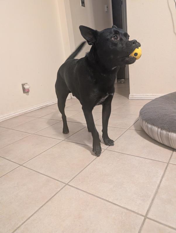 Very small, confused the dog, now it's his favorite.