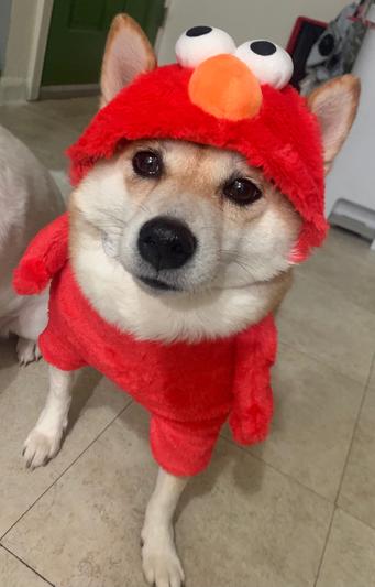 Elmo dog outlet costume