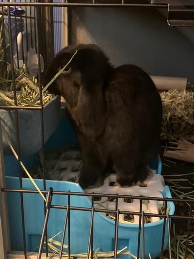 Dahlia eating hay from her feeder