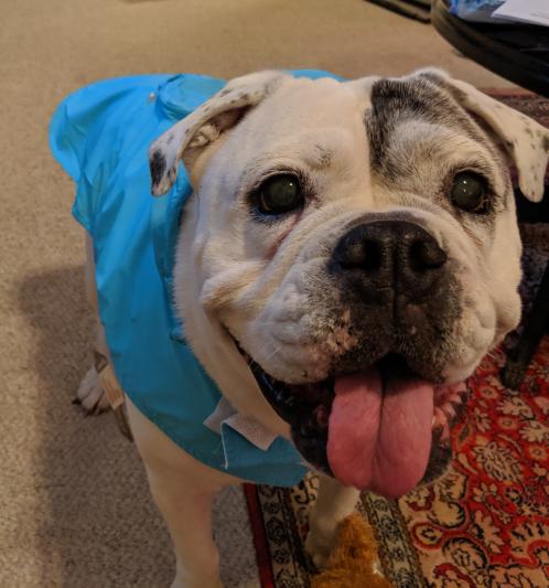 Fab dog travel on sale raincoat