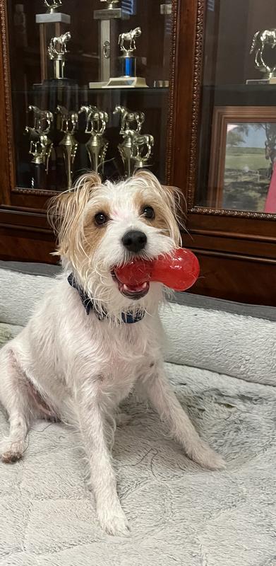 My Jack Russell Terrier loves her Kong Squeezz Dumbbell toy!