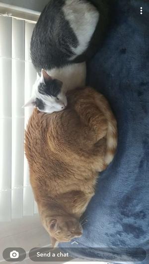 Tiki Cat Puka Puka Luau Succulent Chicken In Chicken Consomme Grain Free Canned Cat Food 10 Oz Can Case Of 4 Chewy Com