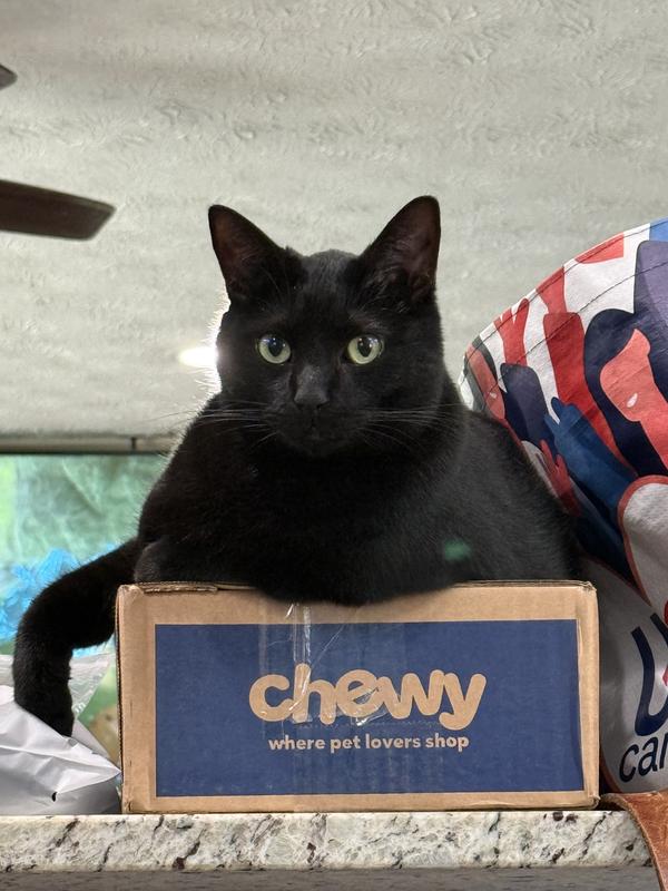 Ouija couldn’t wait to open the box!