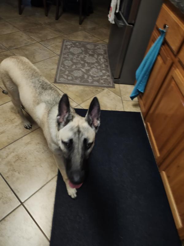 She's asking for another bone please.