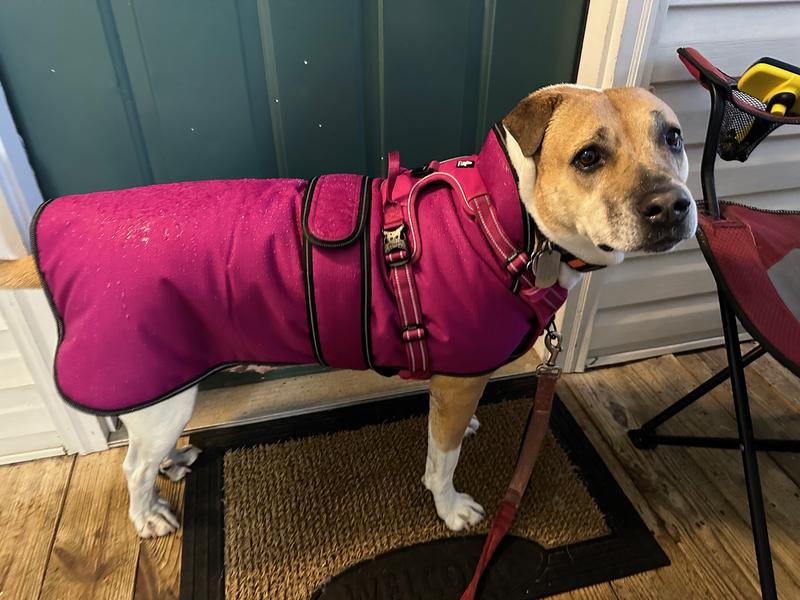 Pawtech dog outlet coats