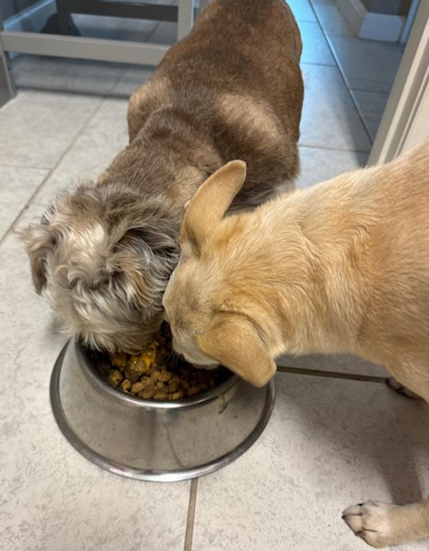 They were eating it so fast I could hardly get this photo!!