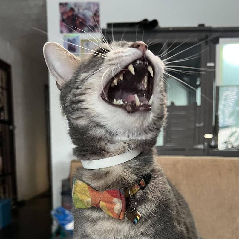 Grey tabby cat wears Alzoo brand Calming Collar for Cats.  He is meowing excitedly.