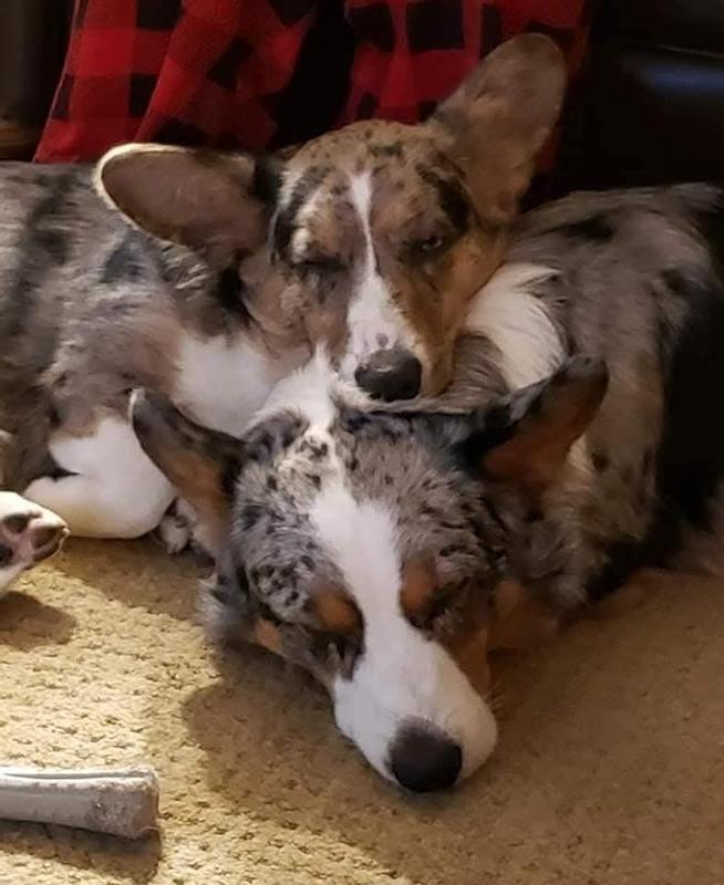 Hootie and Tesni love Chewy!