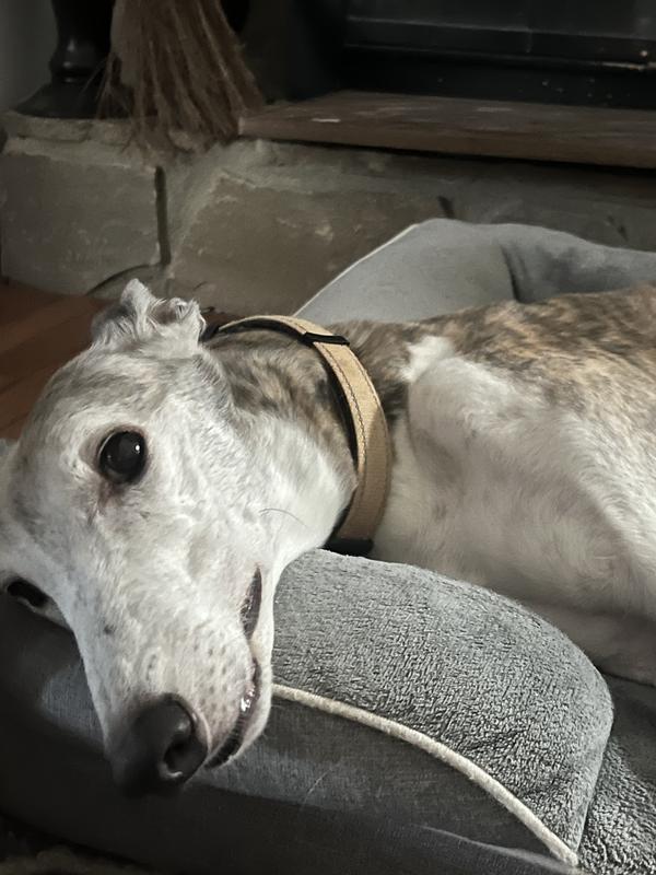Ridley the greyhound cruising through cancer