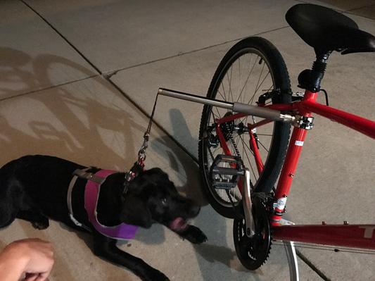 Walky dog outlet plus bike leash