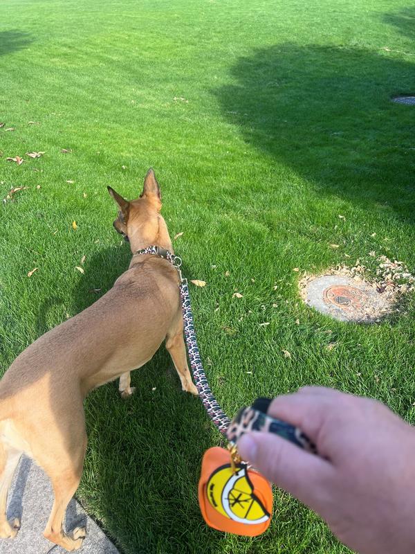 Love the Beckett collar and leash set by Pink Papyrus