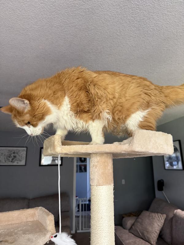 Ideal for regular sized cats, if you have a large cat, get something by a tiny bit wider. Regardless, he spends all day her soaking up the views!