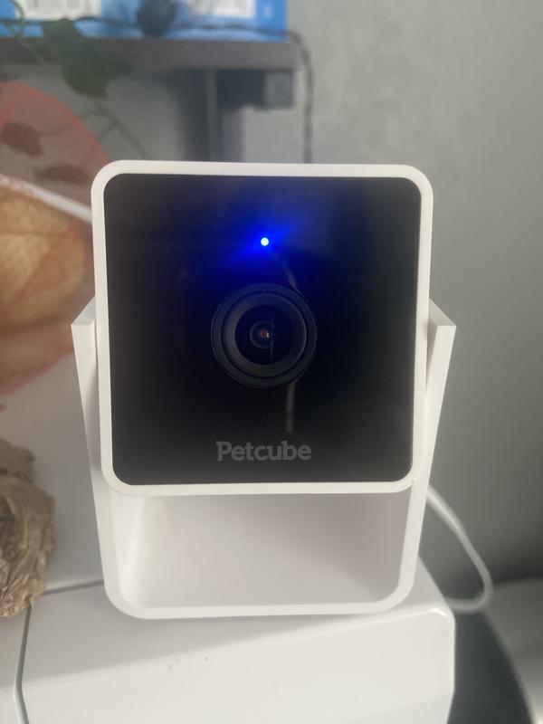 Chewy petcube best sale