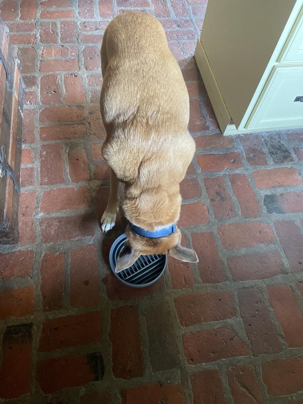 Happy dog devouring his food