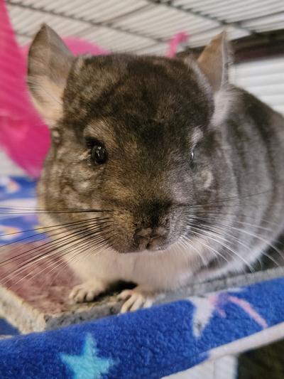 Versele laga clearance complete chinchilla