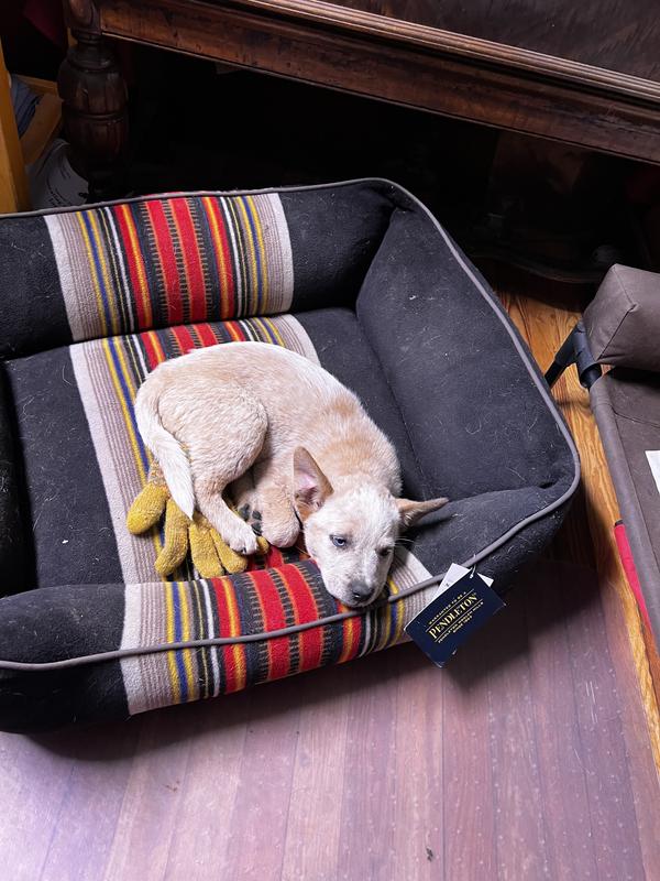 Pendleton National Park Kuddler Bolster Dog Bed With Removable Cover 