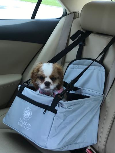 American kennel club outlet dog car seat